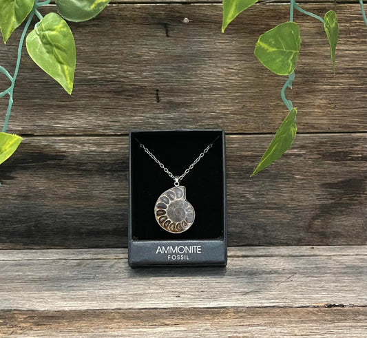 Ammonite Fossil Necklace