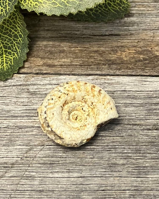 Ammonite Fossil