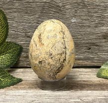 Coral Fossil Egg