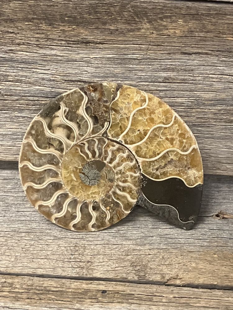 Large Ammonite Cut